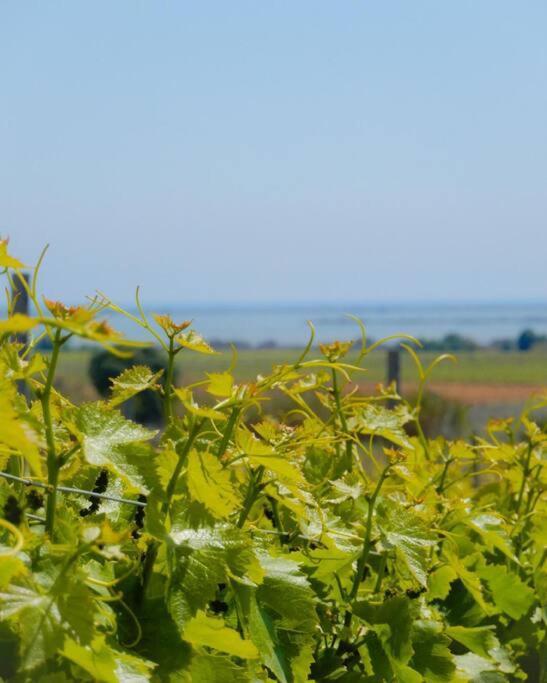 La Maison Des Vendangeurs Canet-en-Roussillon Esterno foto